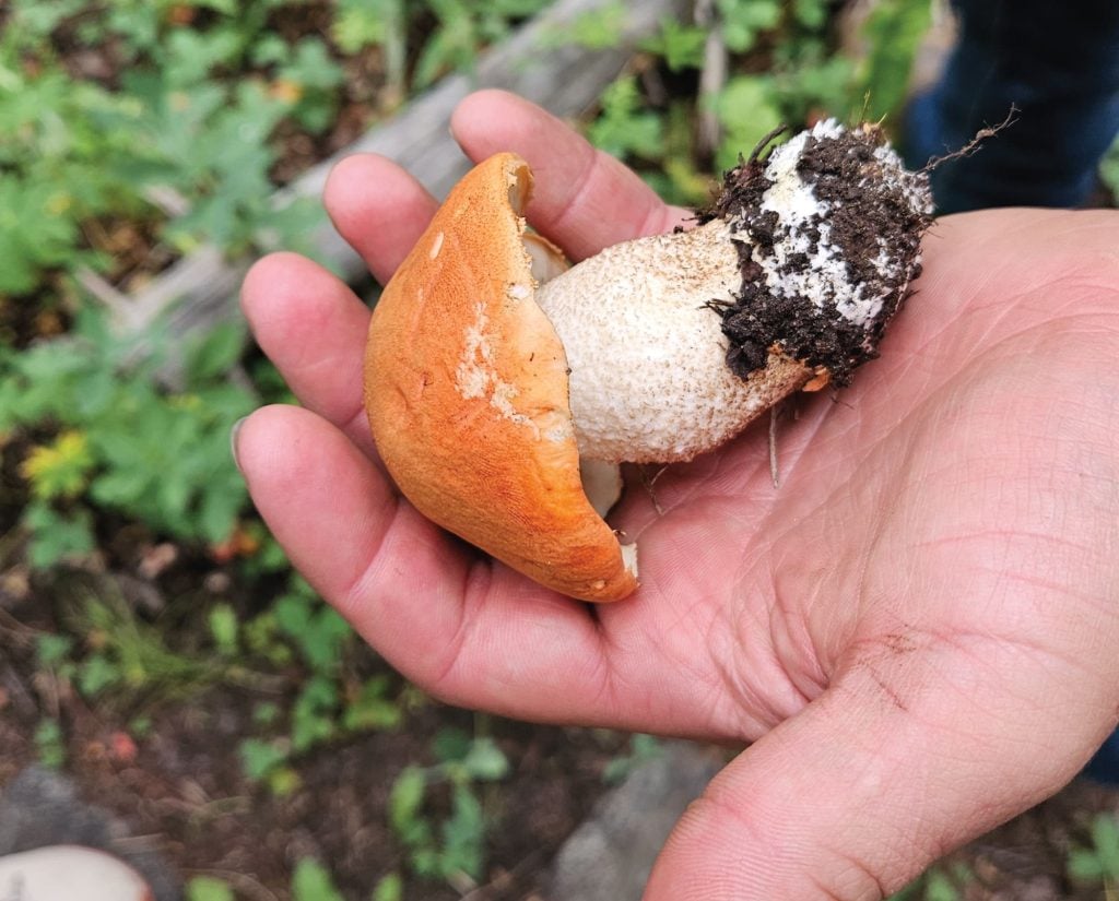 Aspen Bolete Look Alike – Spot, Compare & Forage Safely