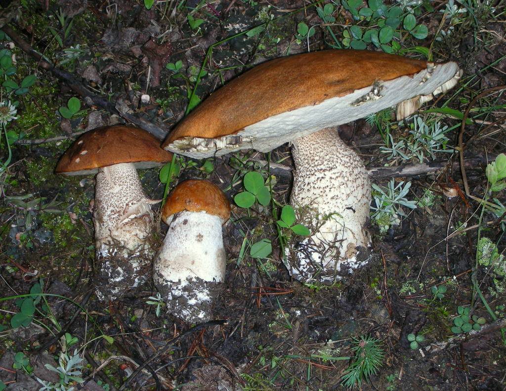 Aspen Bolete: How to Identify, Eat, and Stay Safe