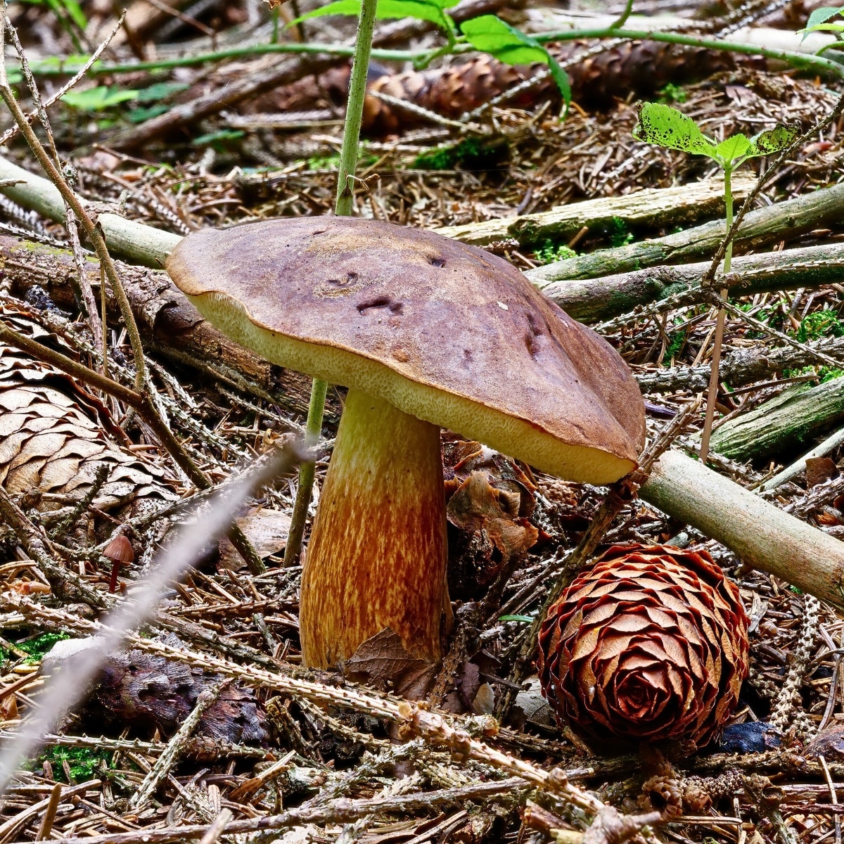 Bay Bolete – How to Identify, Eat, and Enjoy Safely