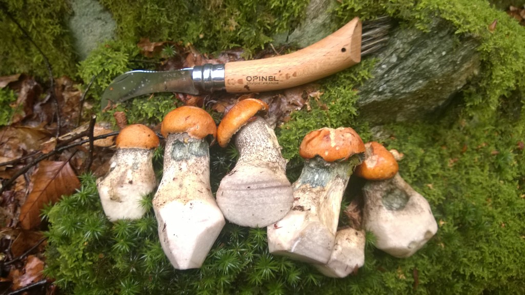 Birch Bolete Taste – Real Flavor & Simple Ways to Enjoy