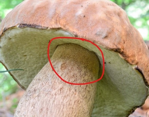 Bolete Mushroom Look Alike Guide: Spot the Safe Picks