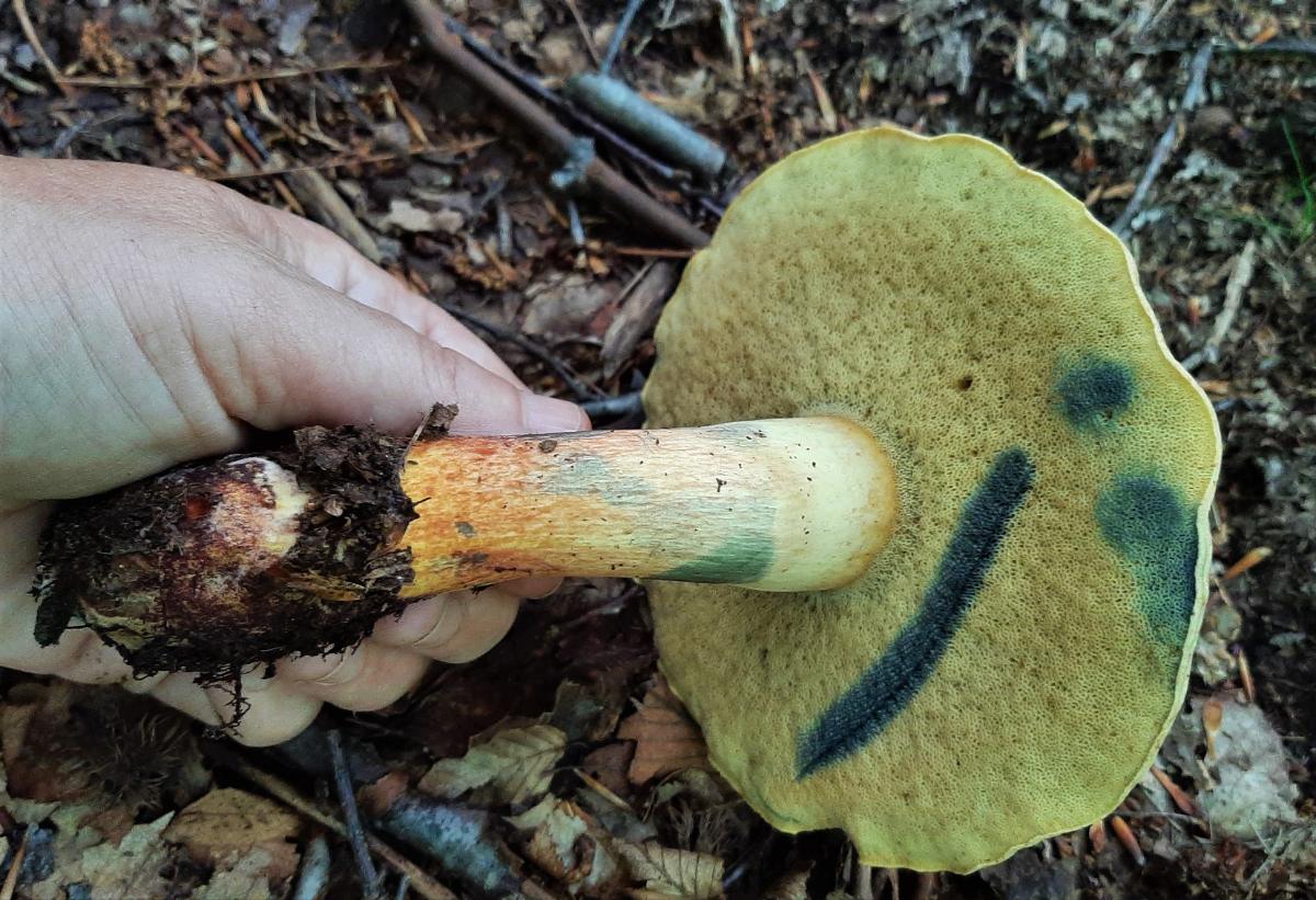 Bolete Mushroom Psychedelic: Effects, ID & Safety