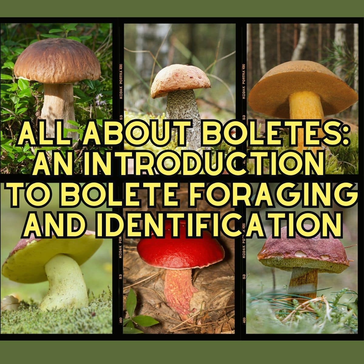 Boletes to Avoid: Your Safe Foraging Guide in the Woods