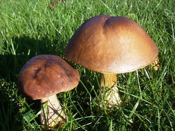Brown Bolete: Identification, Edibility & Safe Cooking Tips