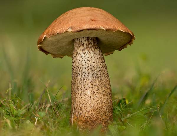 Leccinum aurantiacum: How to Identify, Cook & Stay Safe