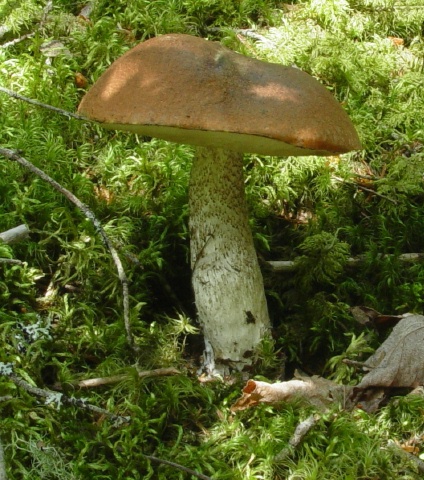 Leccinum Poisoning: Risks, Symptoms & Safe Practices