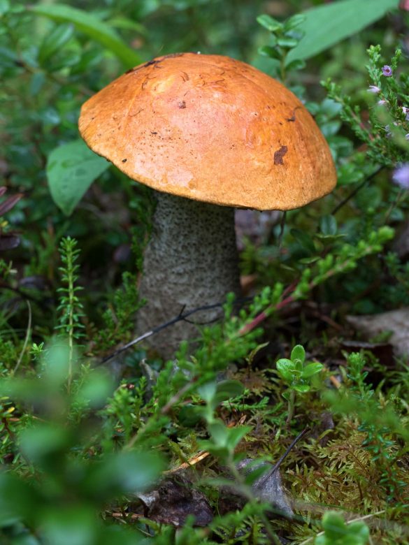 Orange Birch Bolete Recipes: Safe, Tasty Ways to Cook