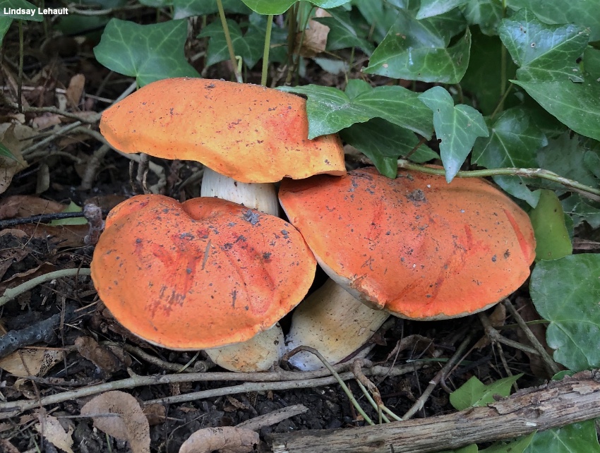 Orange Bolete – Quick Answers, Safe Eating Tips & Real‑World Stories