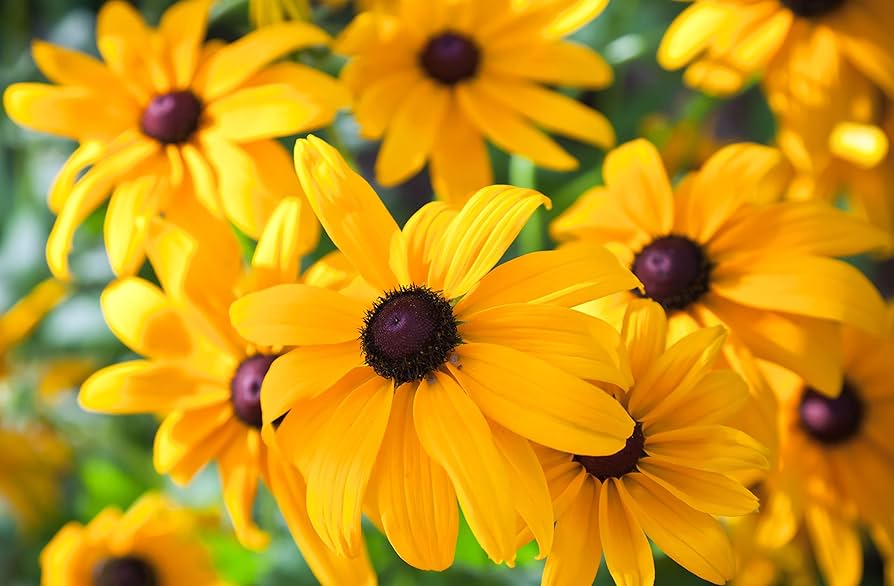 Black-Eyed Susan Recipe