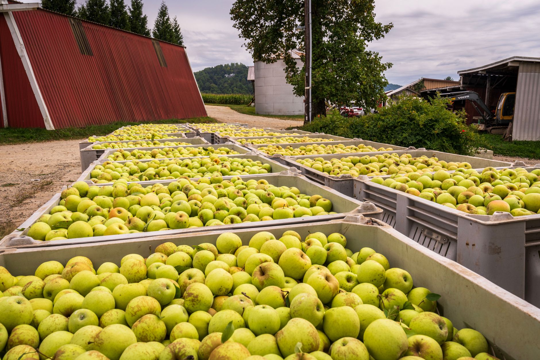 Country Farms Immune Defense Costco: Affordable Wellness Boost