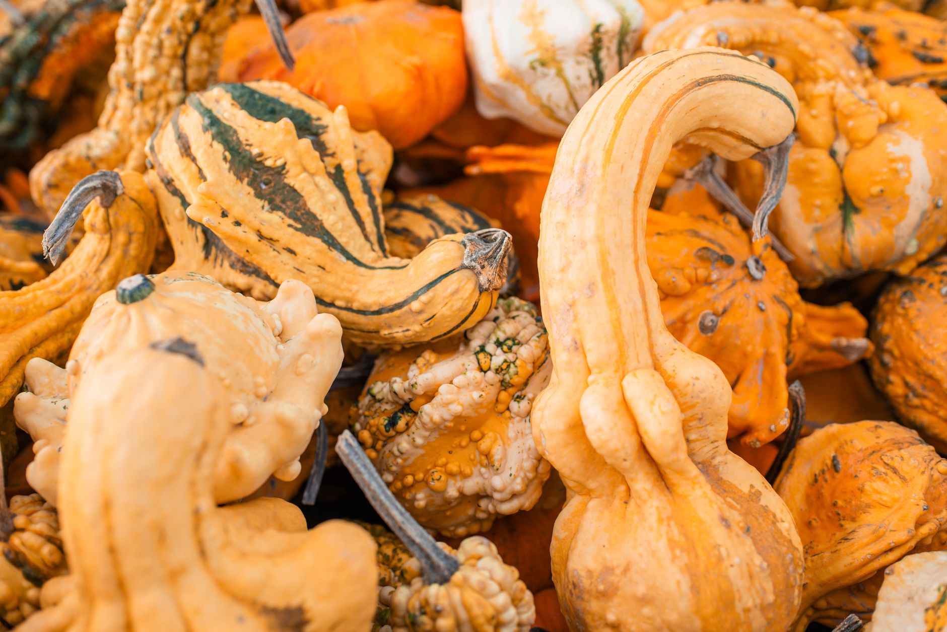 Crispy Roasted Yellow Squash: Perfectly Crunchy & Flavorful Dinner