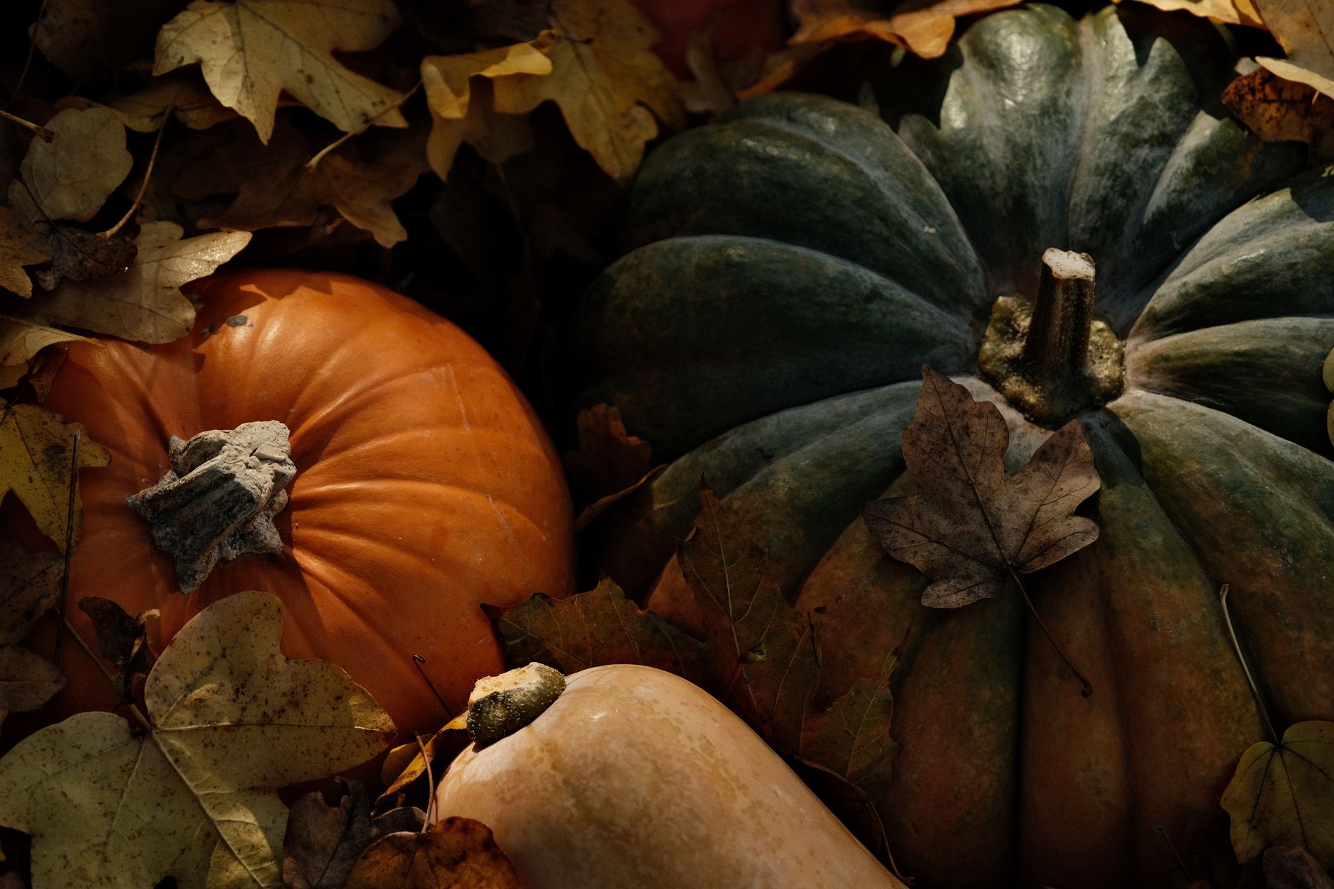 How Long to Roast Squash at 425: Perfect Timing for Dinner