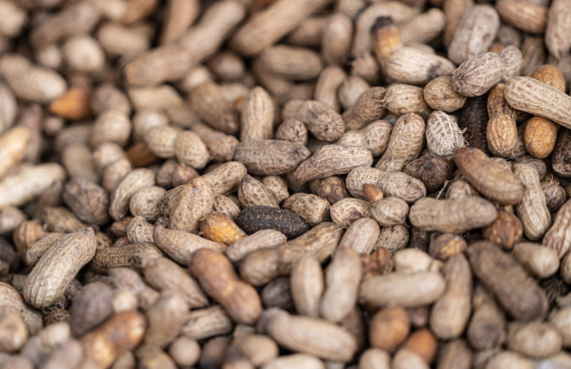 Low Country Boiled Peanuts Recipe: A Southern Classic