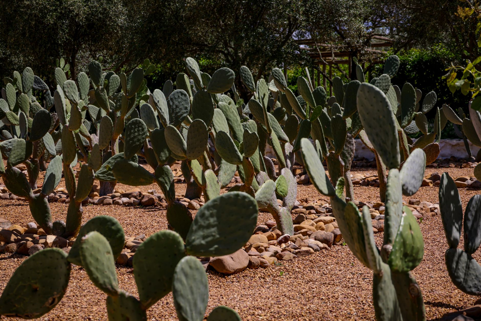 Prickly Pear Iced Tea Recipe: Refreshing and Vibrant Summer Drink