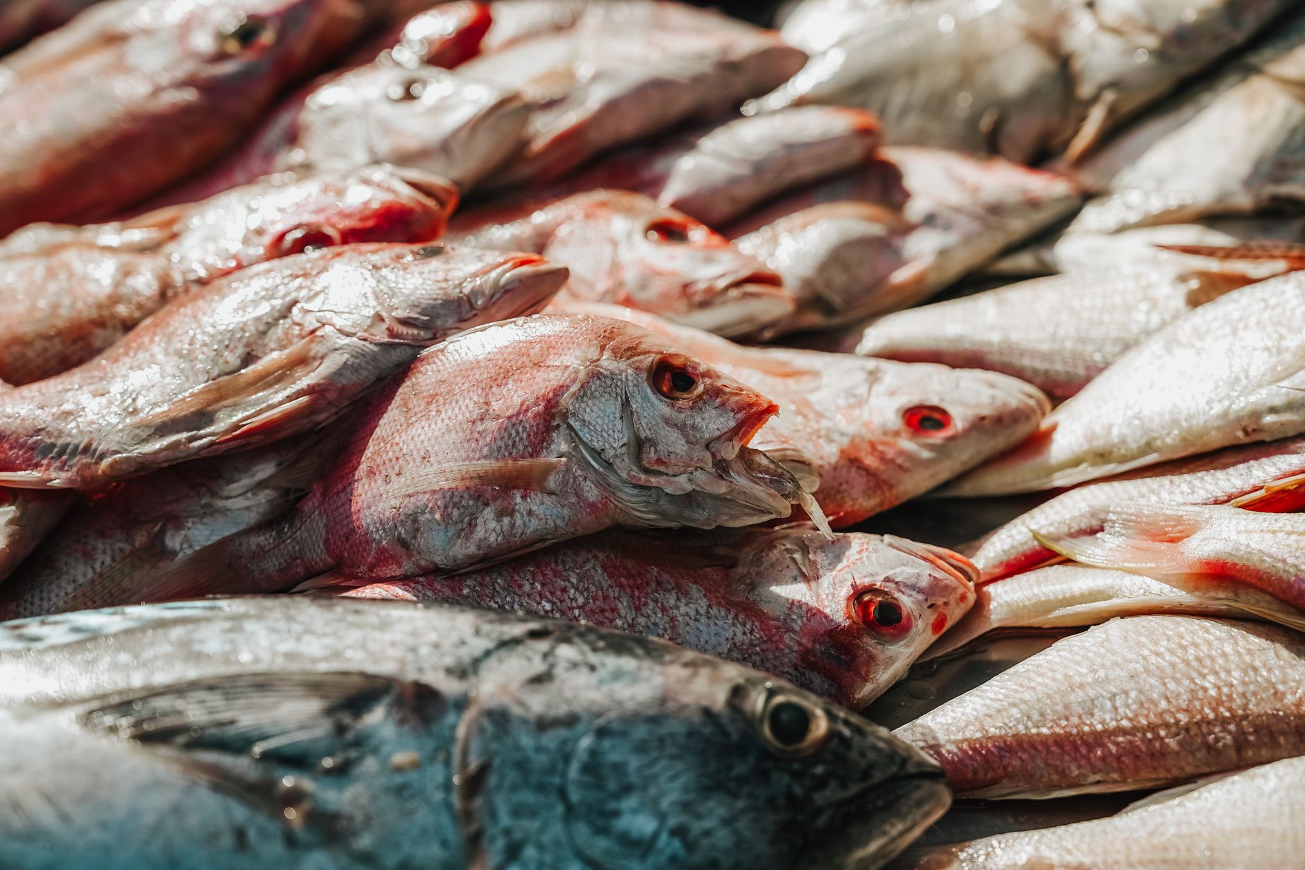 Red Snapper Livornese Recipe2: A Flavorful Seafood Delight