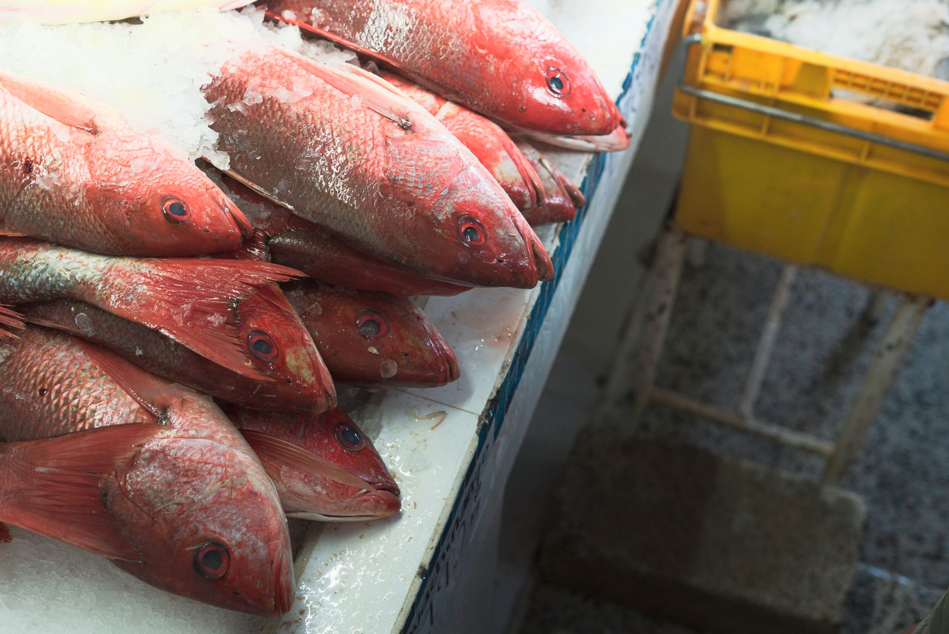 Snapper with Fennel and Tomatoes: A Flavorful Seafood Delight