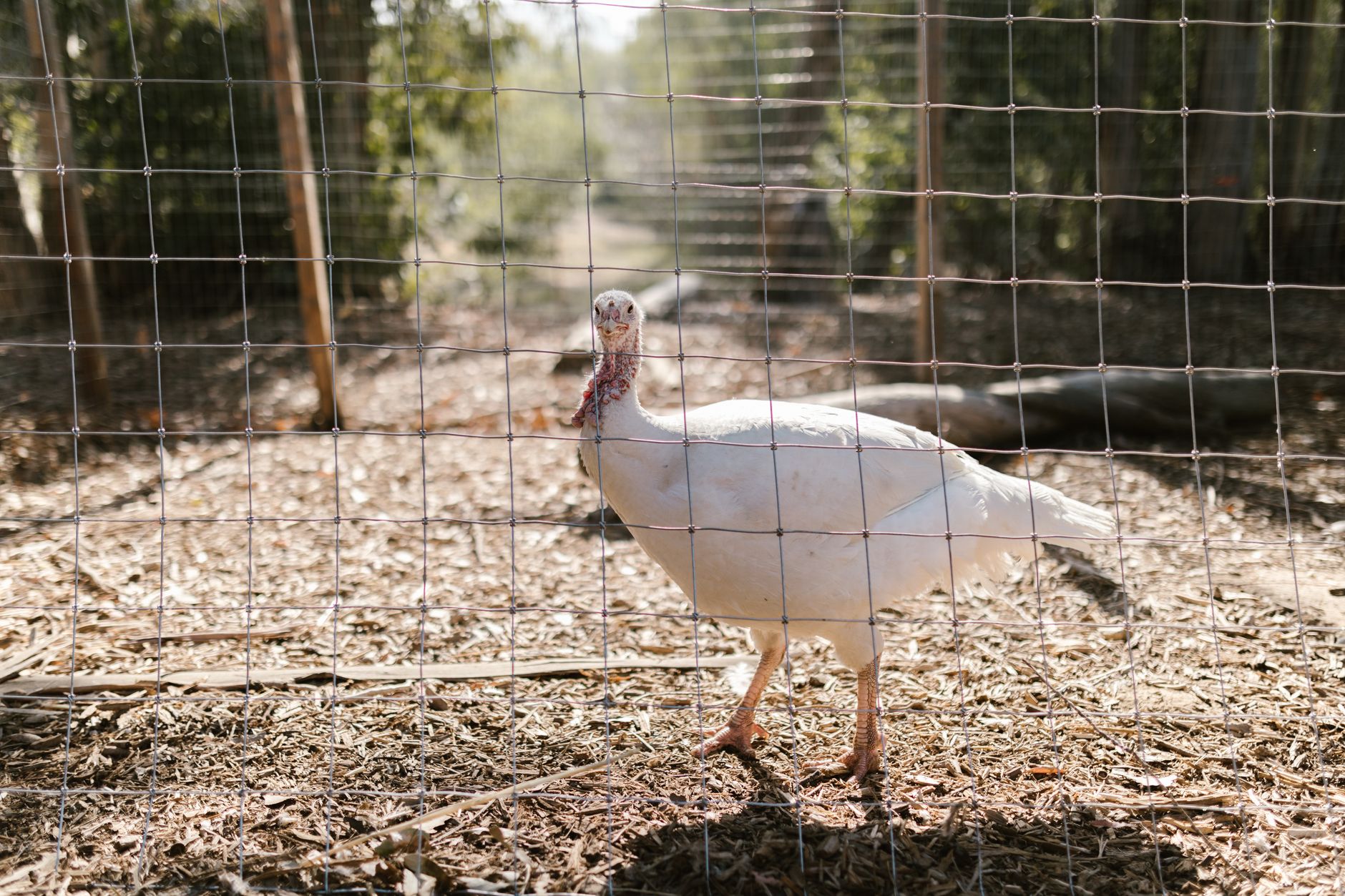 Thanksgiving Turkeys: Festive Treats to Delight Your Holiday Table