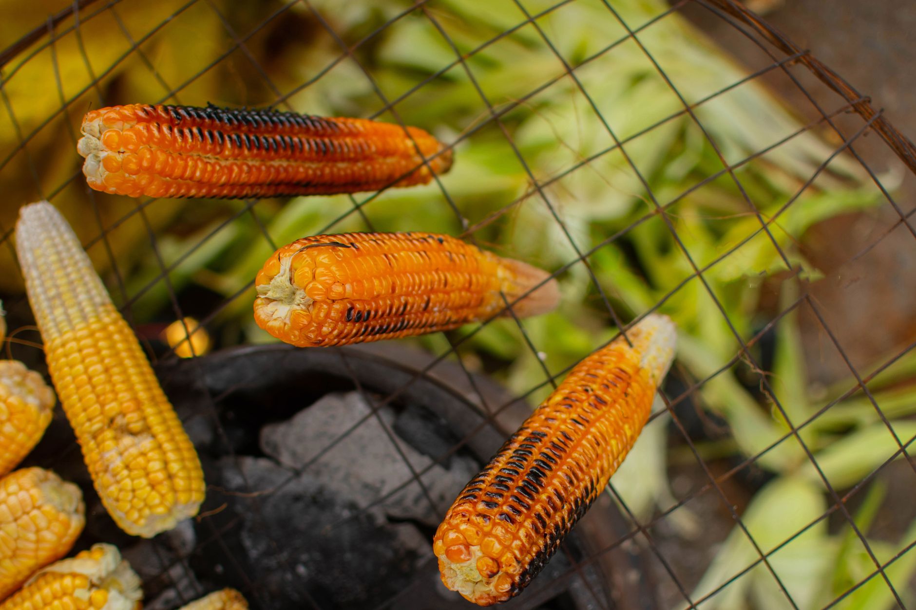 Corn on the Cob with Parmesan Cheese Recipe