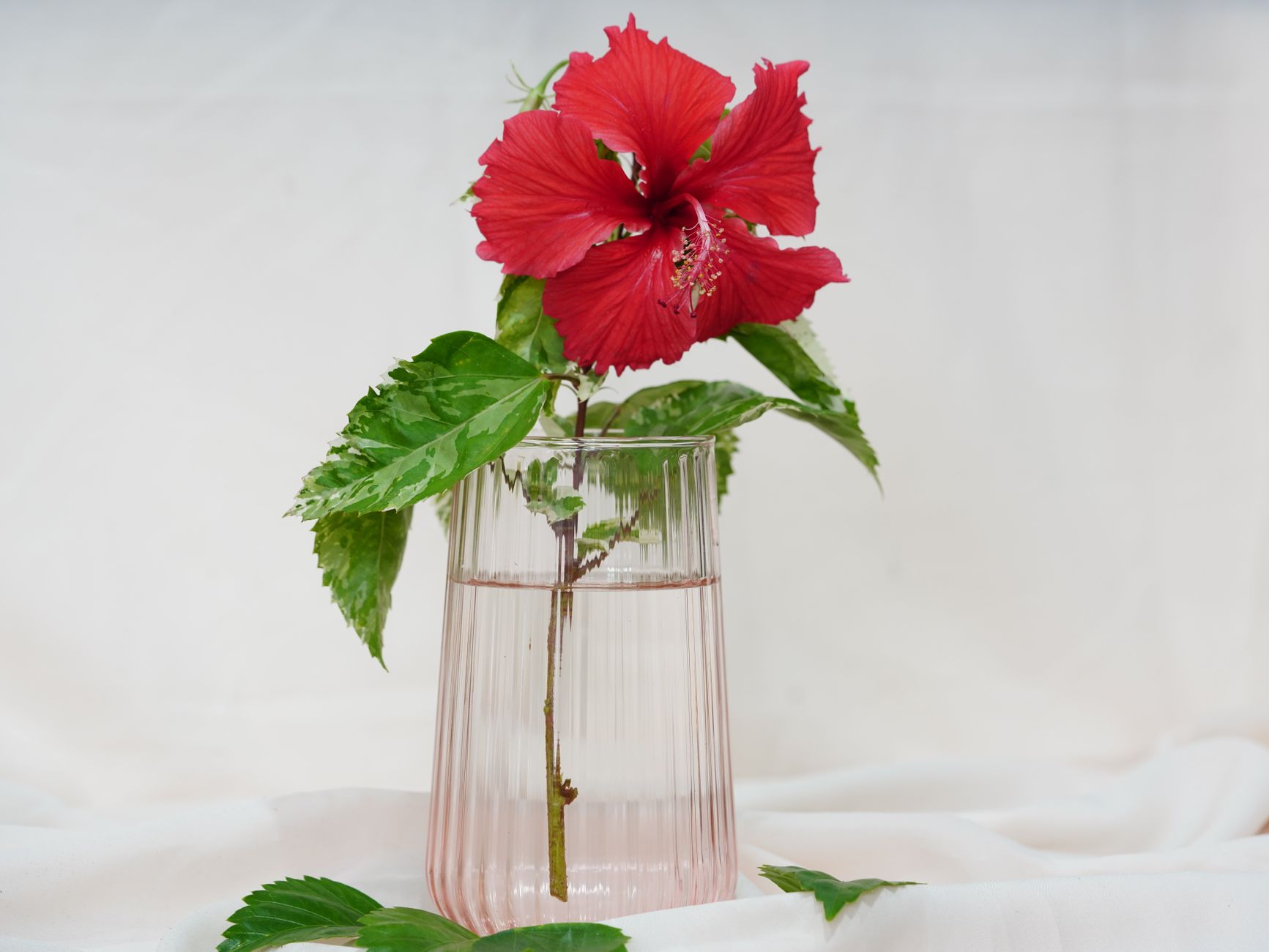 Hibiscus Tea Recipe: A Refreshing and Flavorful Brew