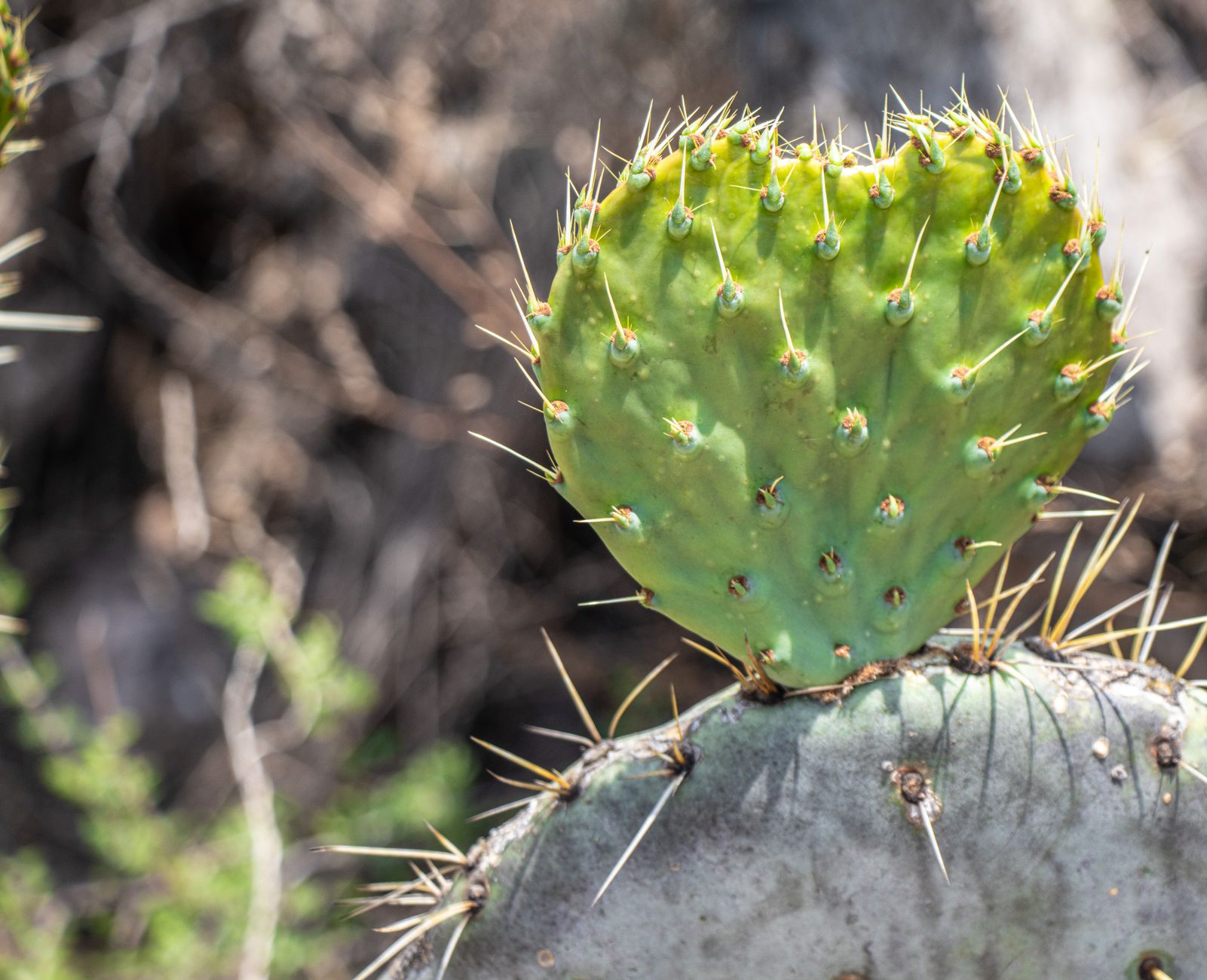 Prickly Pear Margarita: A Refreshing Twist on a Classic Cocktail