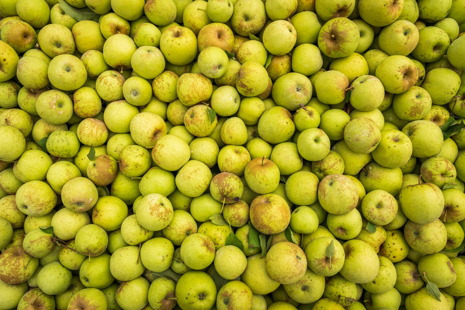 Apple Rub: A Perfect Blend of Fruity and Spicy for Grilling