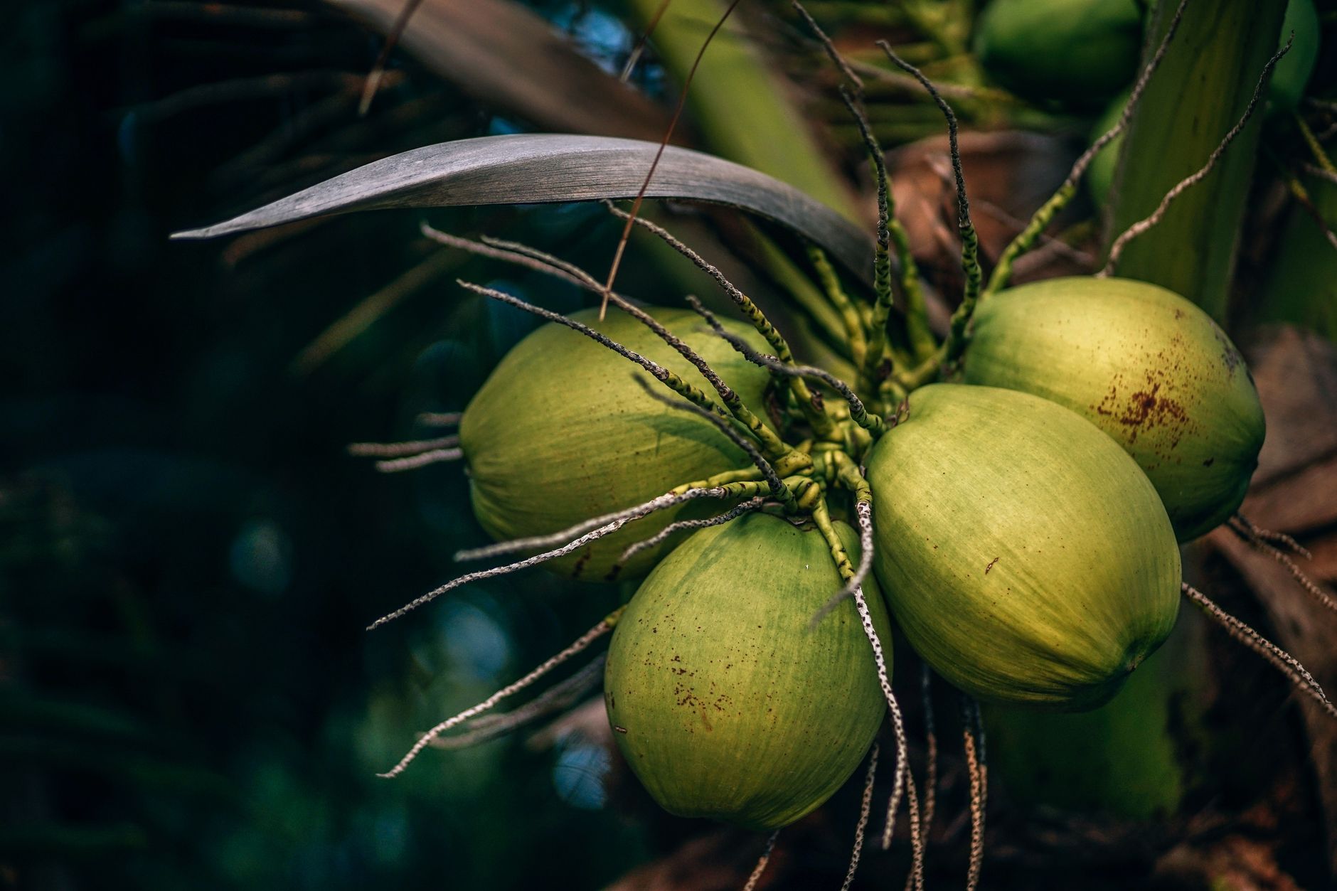 Coconut Extract Recipe: Homemade Natural Coconut Essence