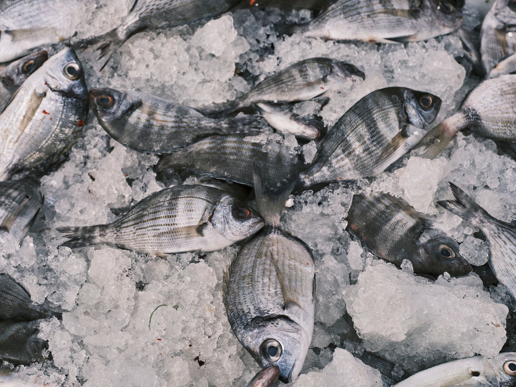 Grilled Branzino with Basil, Lime and Ginger
