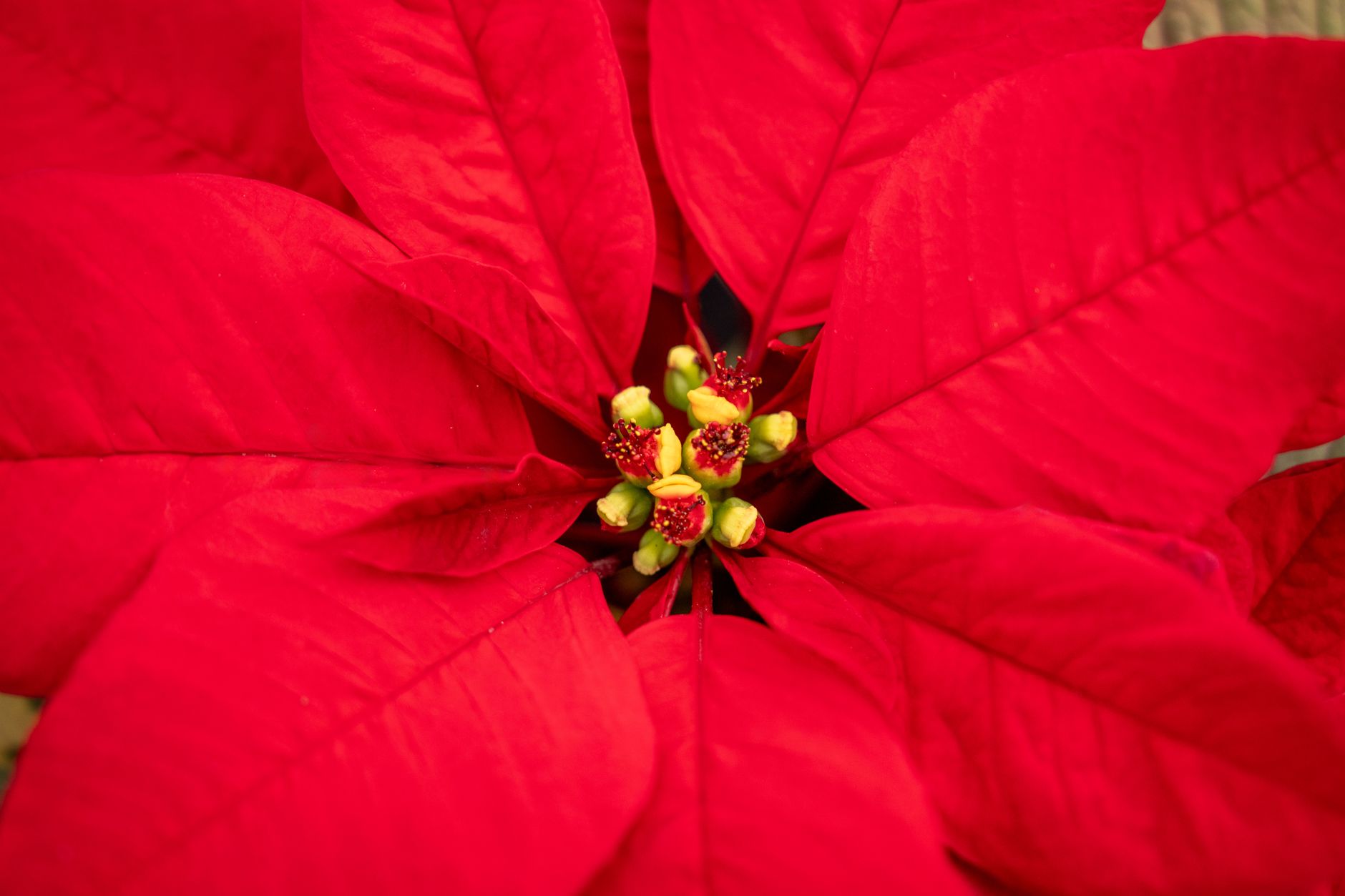 Poinsettia Cocktail: A Festive Holiday Sparkler
