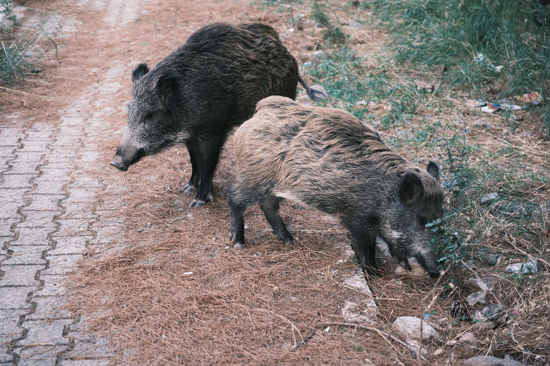 Racks of Wild Boar Recipe: A Savory Adventure