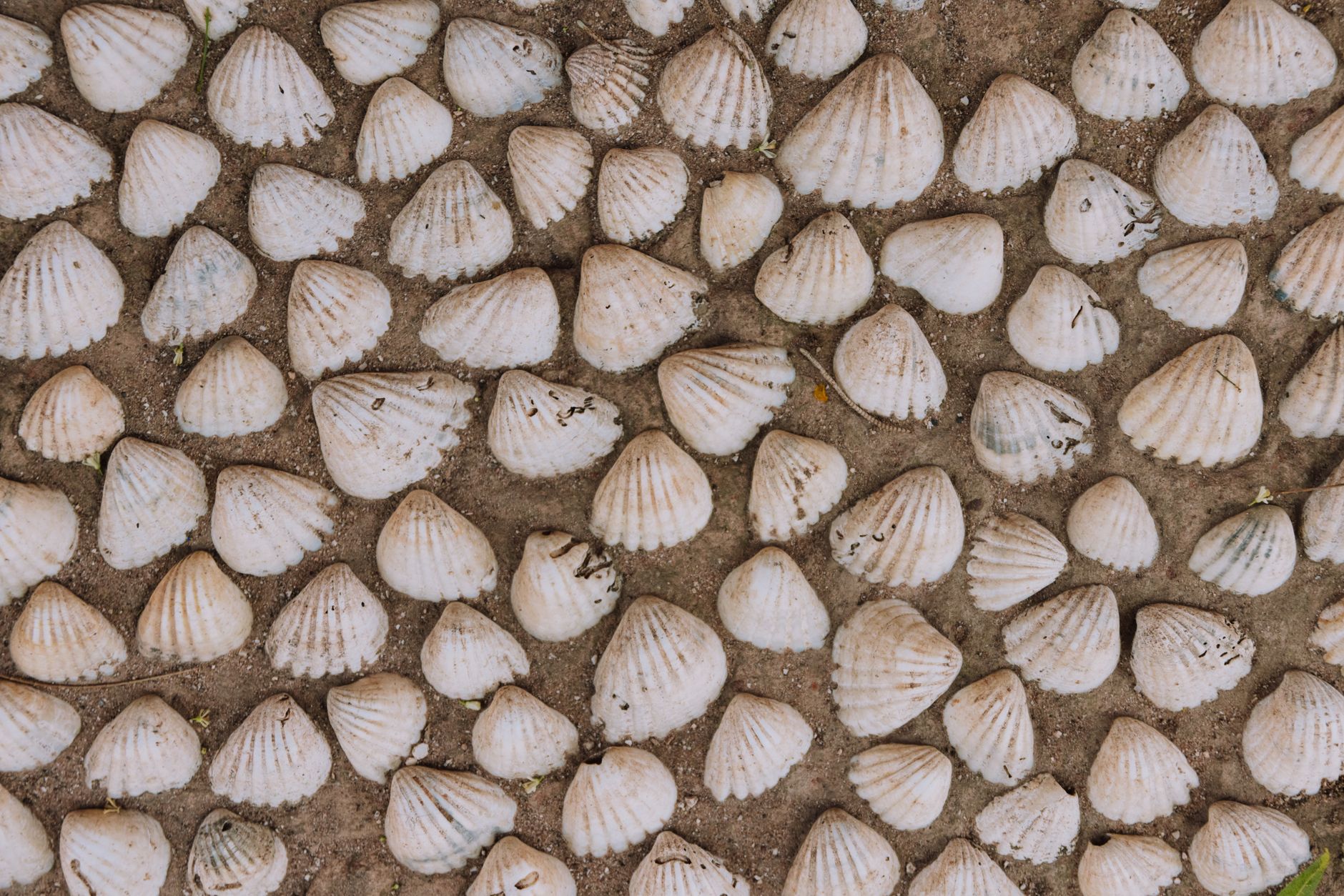 Scallops on the Half Shell