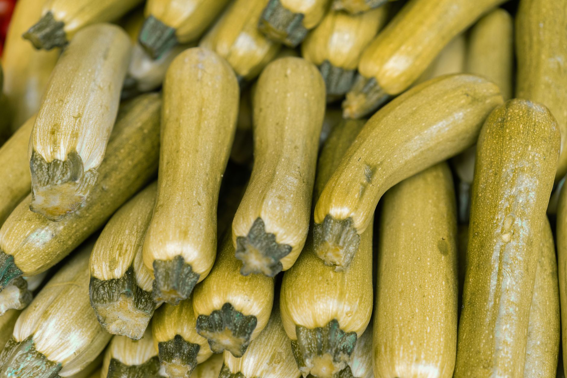 Stuffed Zucchini Blossoms: A Crispy Italian Delight